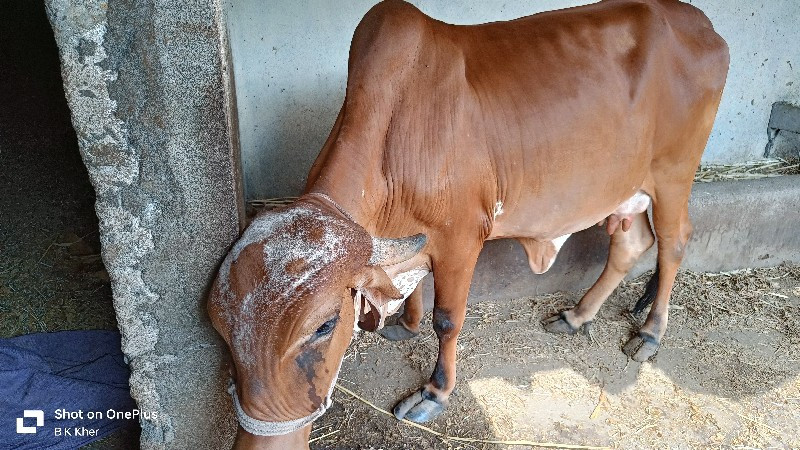 ગાય વેચવાની છે