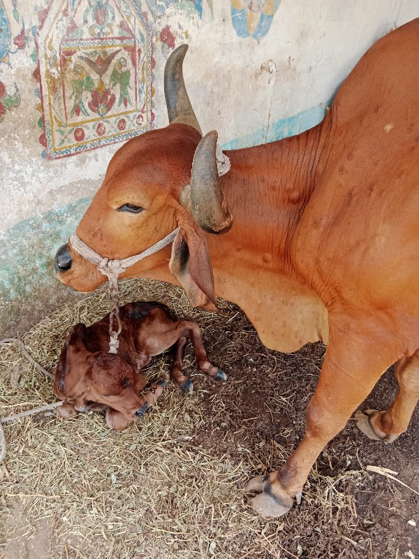 ગાય વેચવાની છે