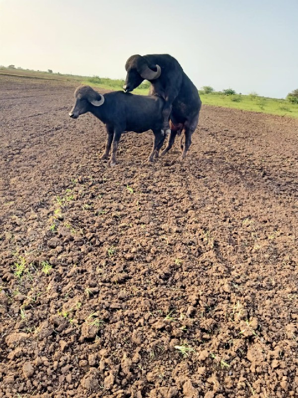 પાડો વેસવા નો છ...