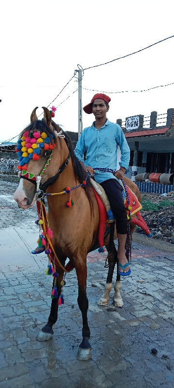 કોળી વેચવાની છે...