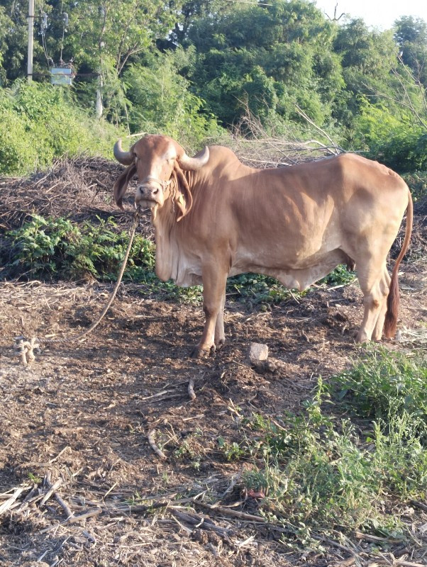 શુધ્ધ સુવર્ણ કપ...