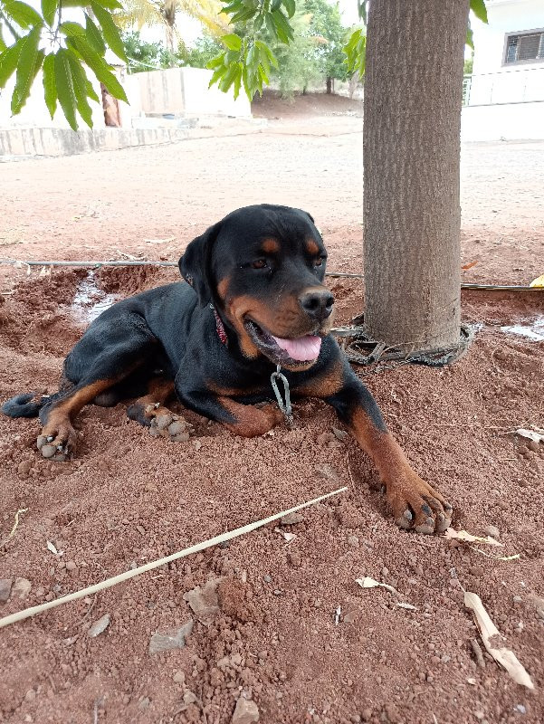 Rottweiler