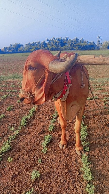 બળદ વેચવાનો છે