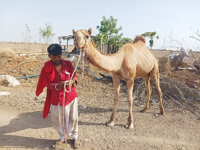 ઊટ વેચવાનું છે