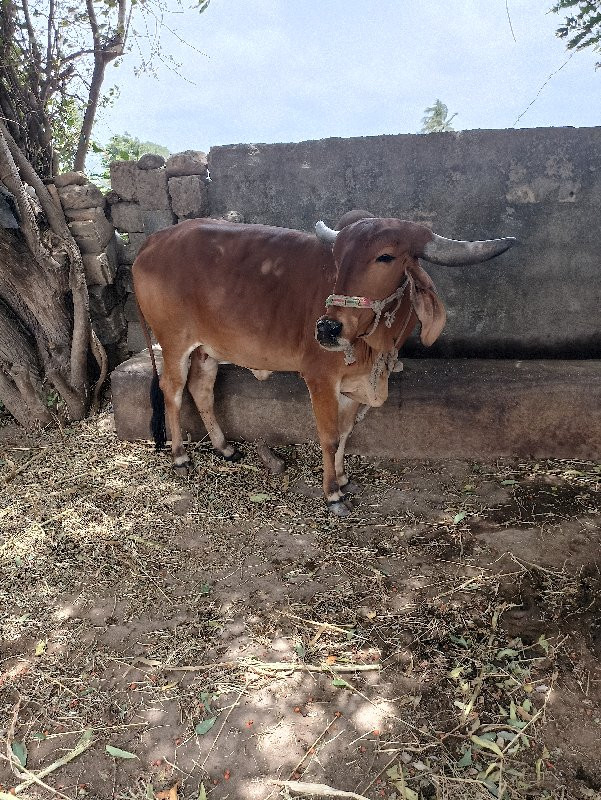 હોળકી વેચવાની છ...