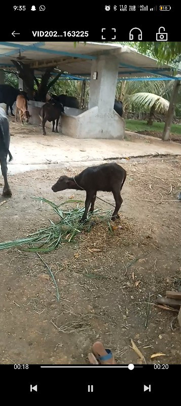 ભેંસ વેચવાની