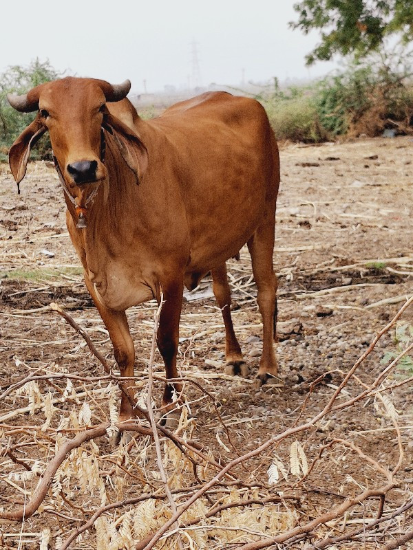 ગાય