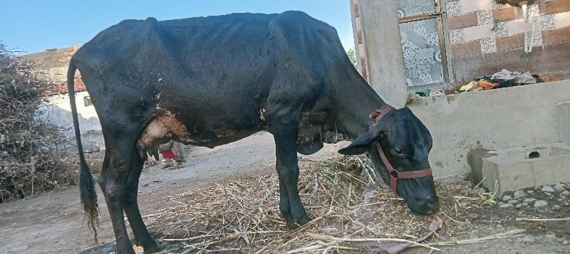 જર્સી ગાય વેચવા...