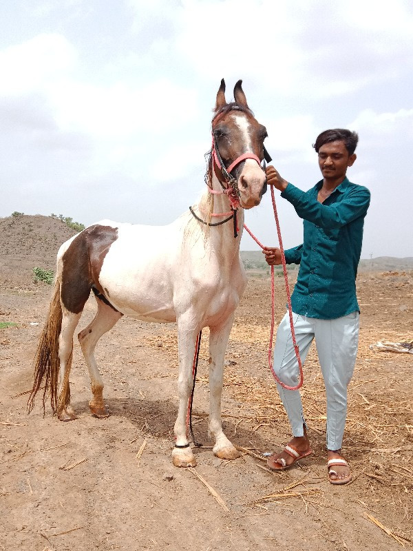 ધોડી વેસવાની છે