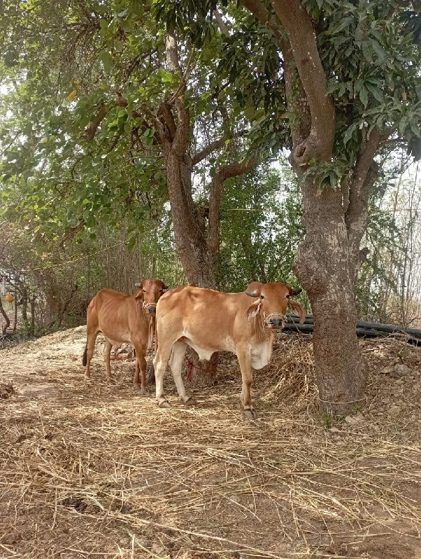 ગોઢલા વેચવાના છ...