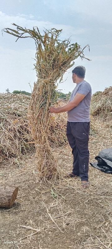 સૂકી જાર બાટુ વ...