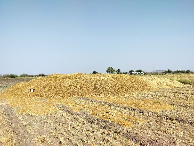 માંડવી અને વટાણ...