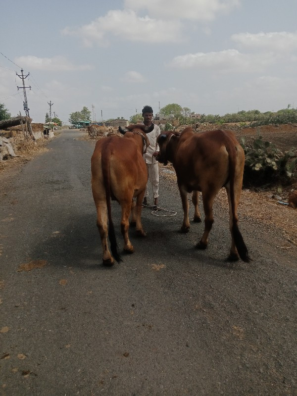 સુતારીયા ભંડારી...