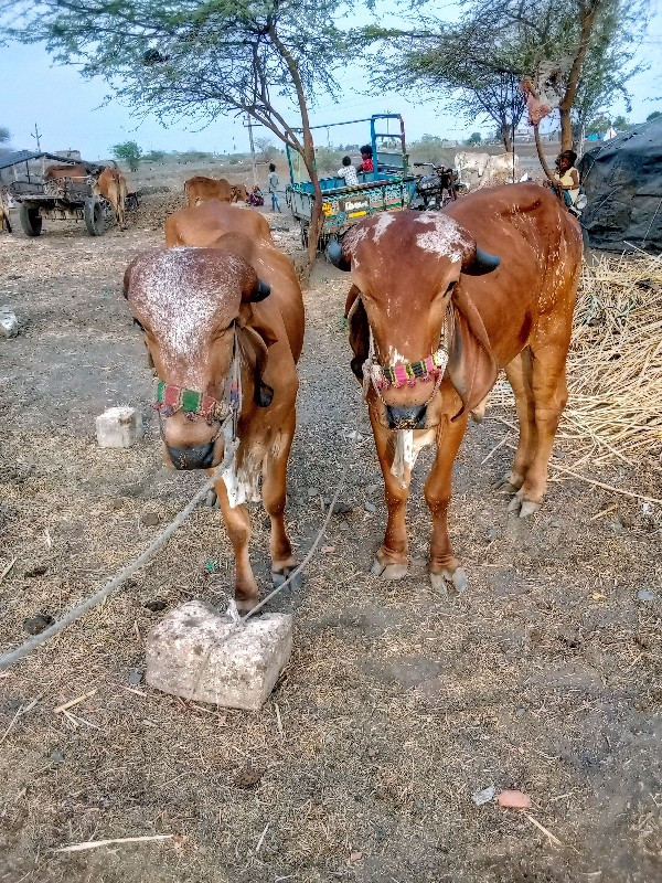 ગોઢલા વેચવાના છ...