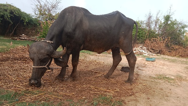 સાત મહિનાનો ઘાઘ...