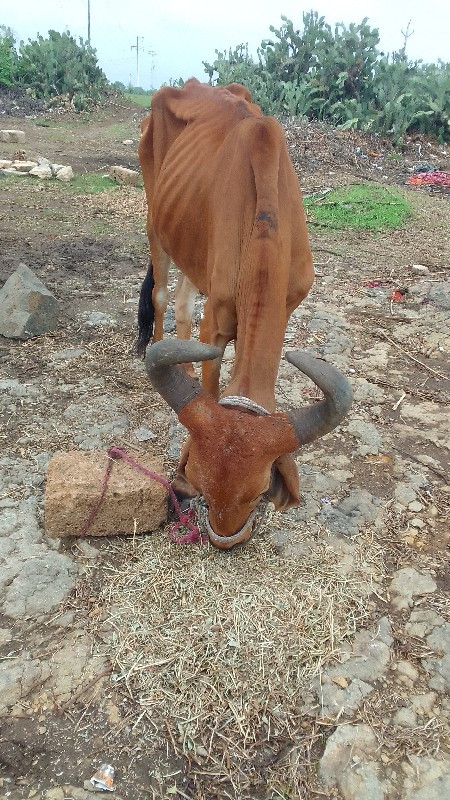 Solanki devi bh...