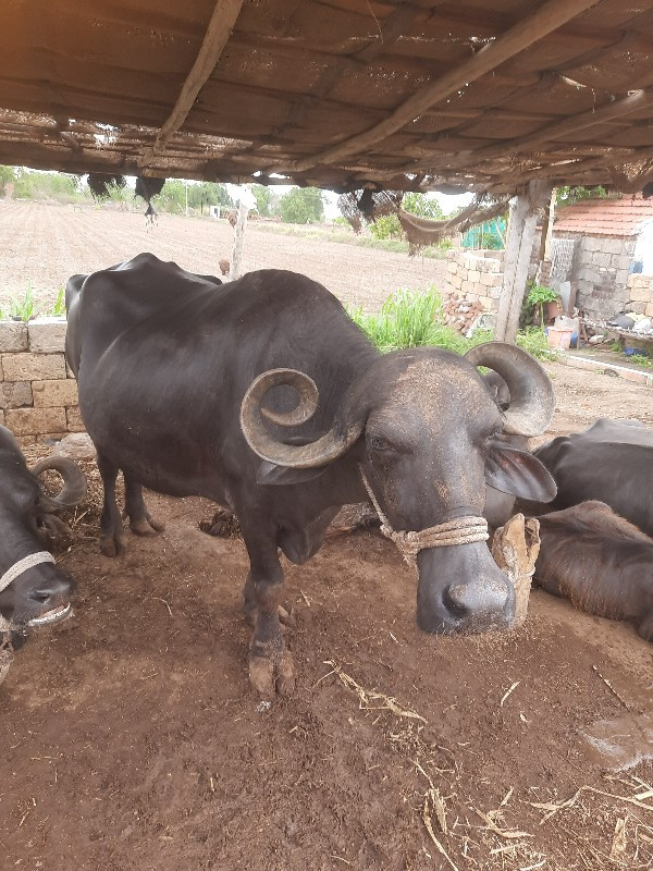 ભેસ વેચવાની છે