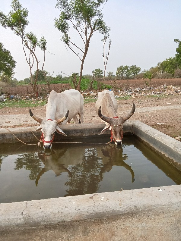 બીજી વાવણીના બળ...