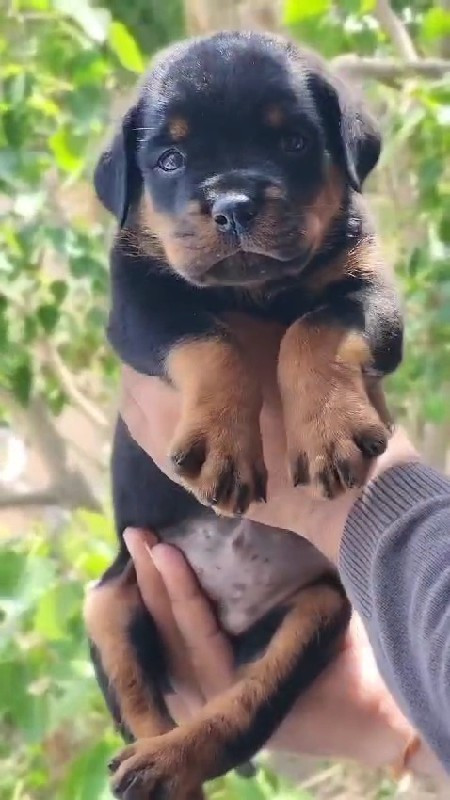 Rottweiler fema...