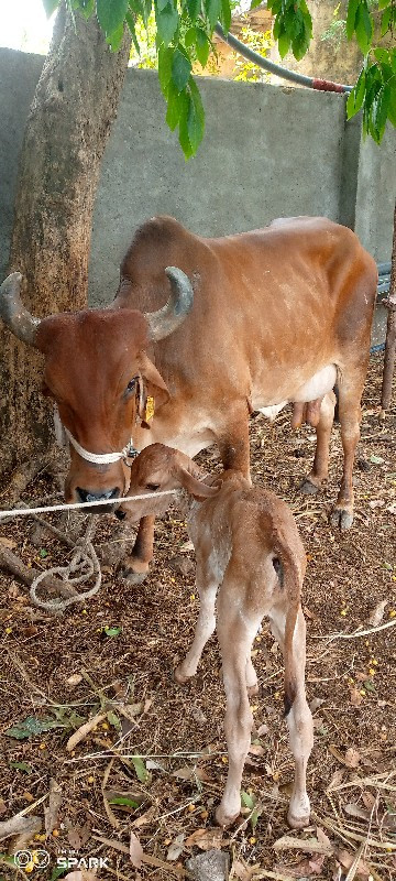 ગાય વેચવાની છે