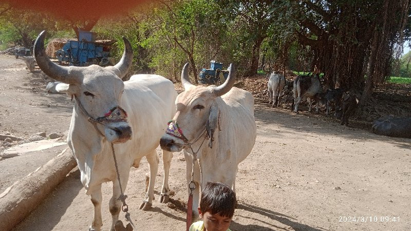 બળદ વેચવાના છે