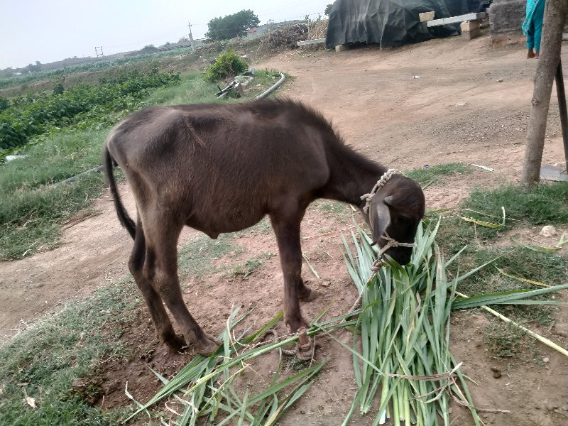 વરસદીનીછે