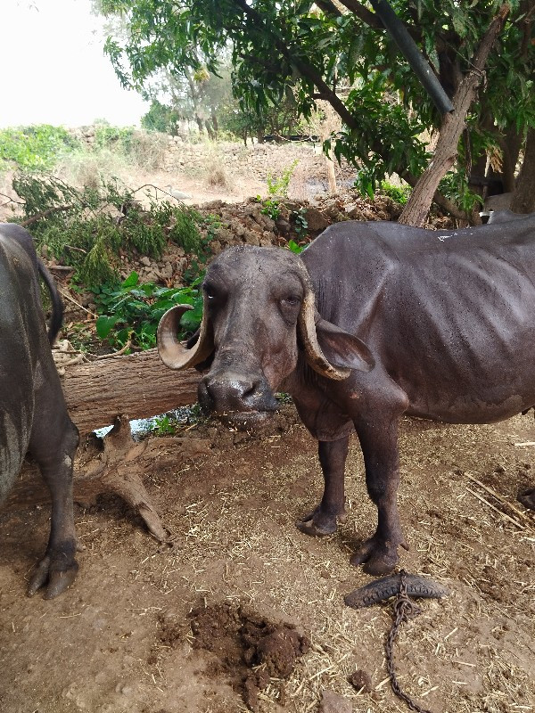 ભેંસ વેચવાની છે