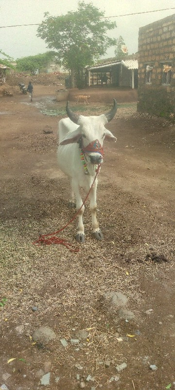 ગોઢલા વેચવાના છ...