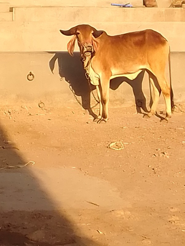 વાસરીસાસવીસકેઅએ...