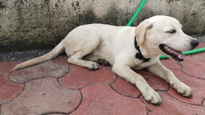 Labrador Female...