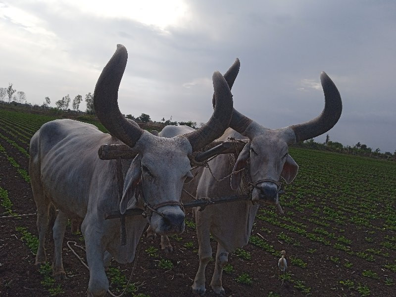 નાના વઢીયાળા હો...