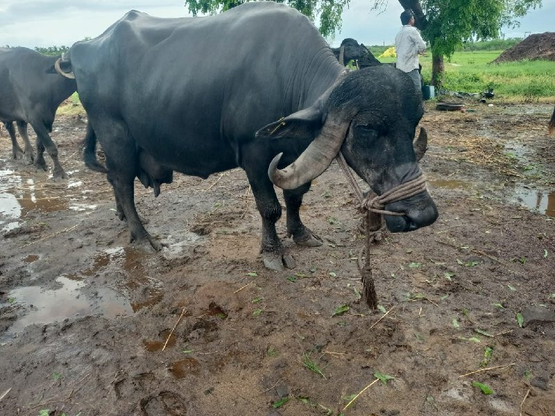 ભેંસ વેચવાની છે