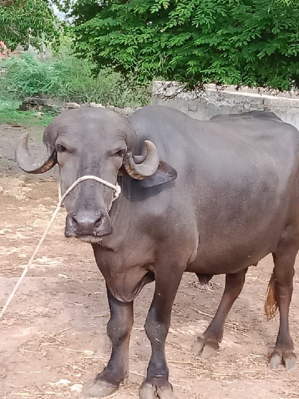 ખંખેરી વેચવાની...