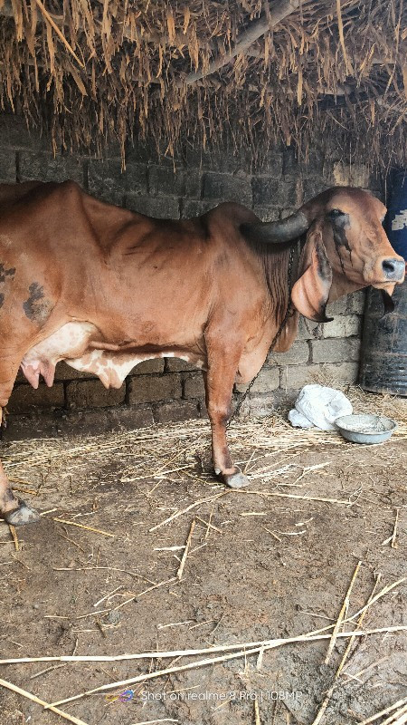 ગીર ગાય સાટું ક...