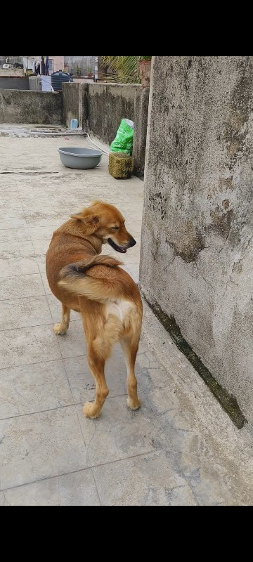 જર્મન શેફર્ડ સિ...