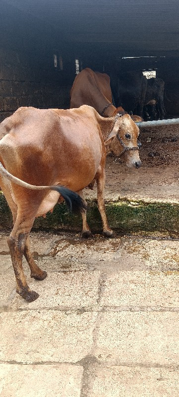 ગીર ક્રોસ વેચવા...