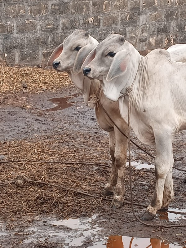 લખુ