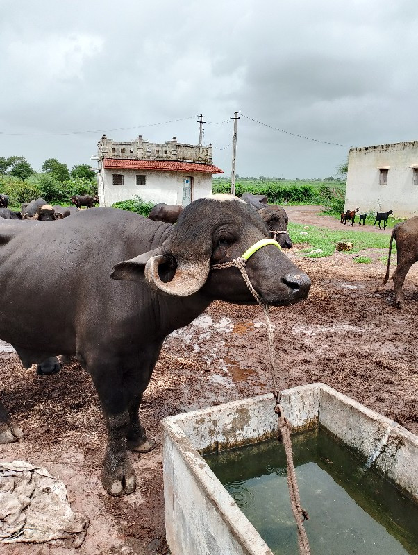 પાડો વેચવાનો છે