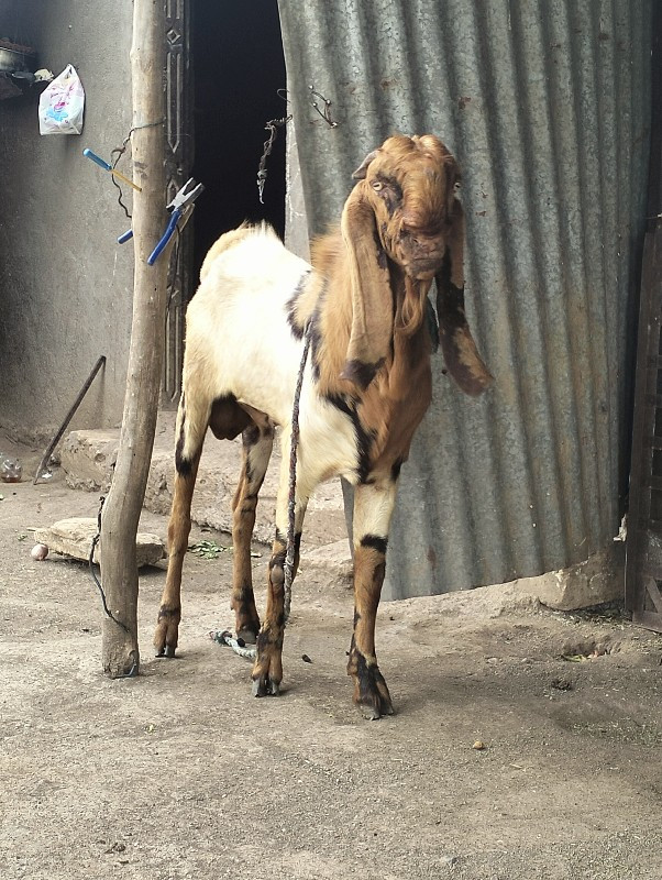 બગસરા