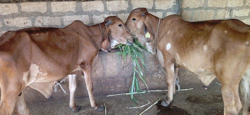 વાસડા