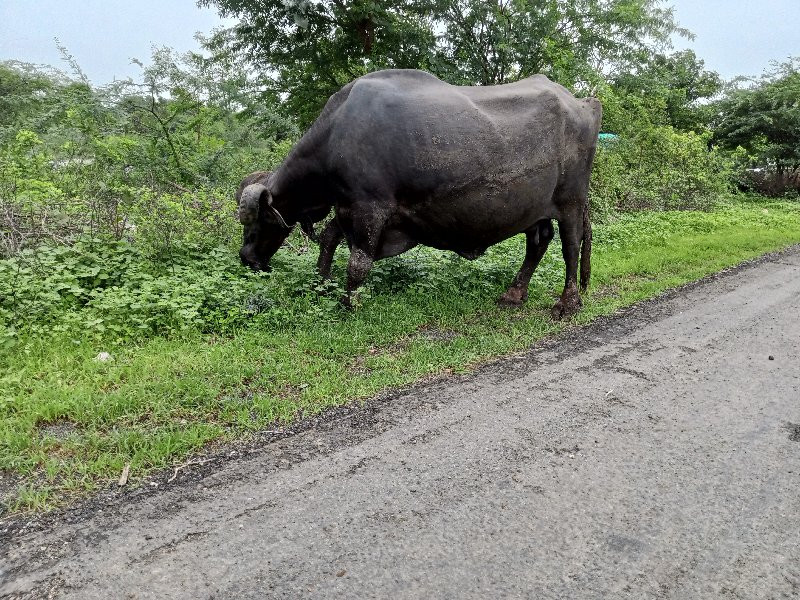 ભેંસ વેચવાની છે