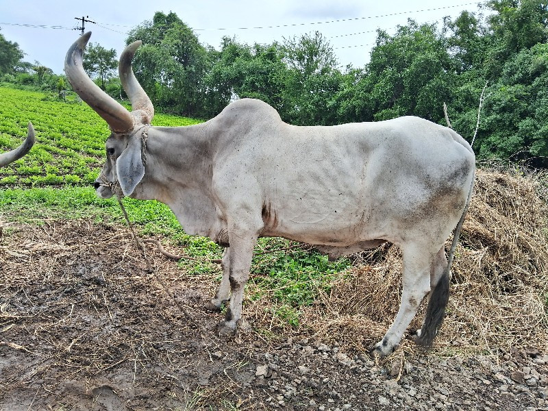 બલદ ની. જોઙ