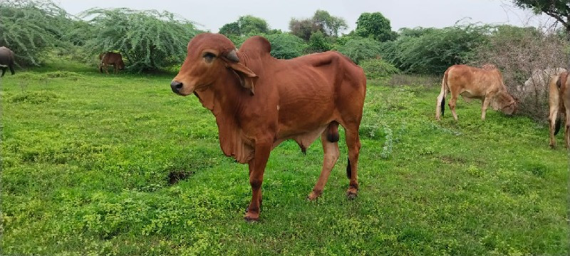 ગીર ખુટ વેચવાનો...