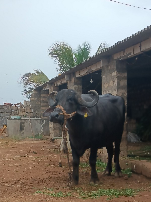 ભેંસ વેચવાની છે