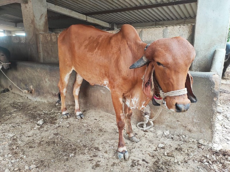 ગાય વેચવાની છે