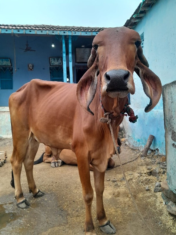 આગાય. વૅસવાનીસૅ