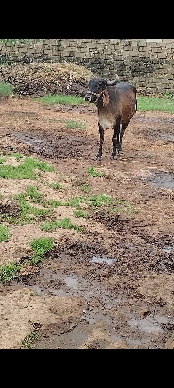 ગાય વેચવાની બેસ...