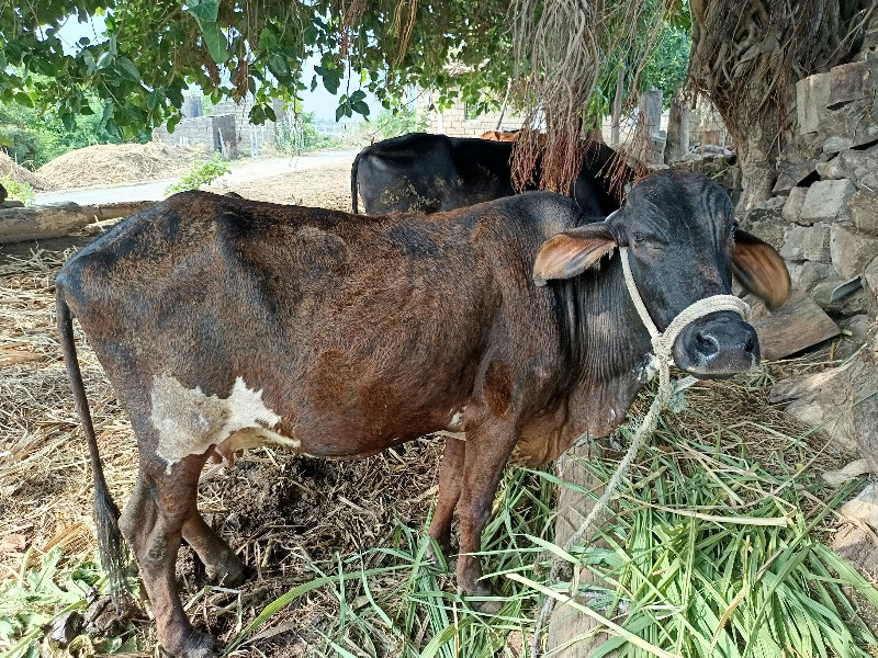 ગાય વેચવાની છે