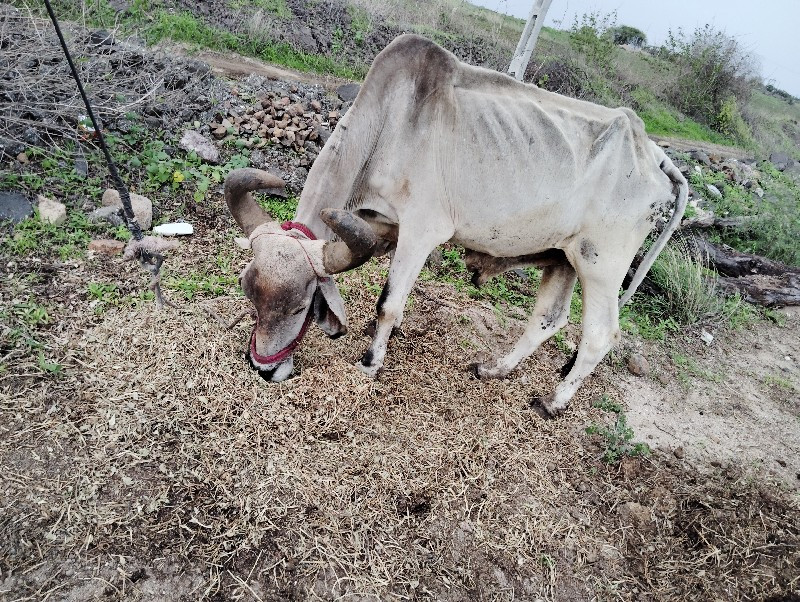 બડધ