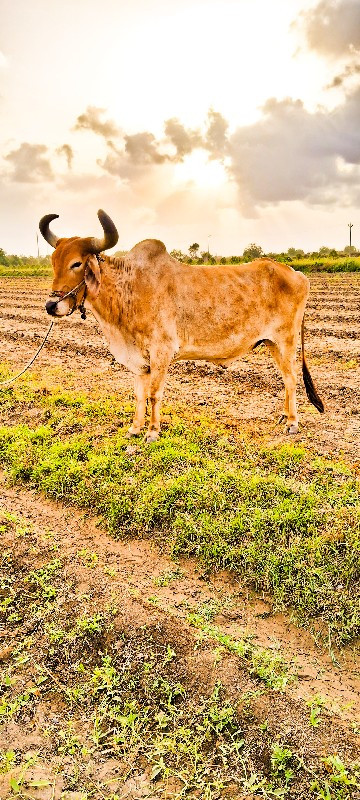 બળદ વેચવાનો છે